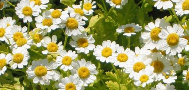 الأعشاب في مواجهة الالتهابات: ثورة طبيعية أم وهم مؤقت؟ نظرة إلى 2026