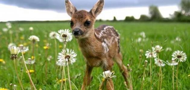 الدليل الشامل لغزلان 2026: كل ما تود معرفته عن الرشا، الشادن، والخشف