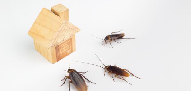 تحليل أسباب وجود الصراصير في المنزل: الوقاية، المخاطر، وطرق المكافحة الفعالة