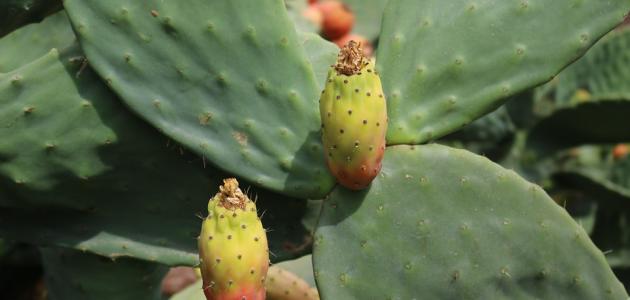 اكتشف فوائد الصبار الصحية المذهلة: حماية الأعصاب، علاج البروستاتا، والمزيد!