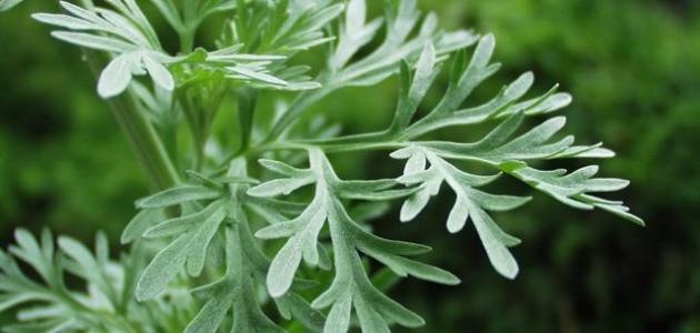 عشبة الشيبة: هل هي حقًا العلاج المعجزة أم وهم العصر؟ تحليل شامل حتى 2026