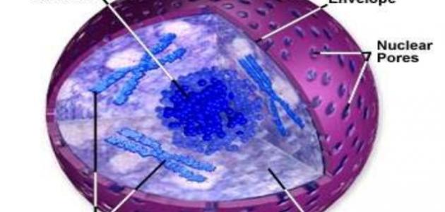 تشريح النواة: نظرة تحليلية على مكوناتها ووظائفها وتوقعات 2026