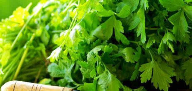 فوائد الكرفس والبقدونس للصحة العامة