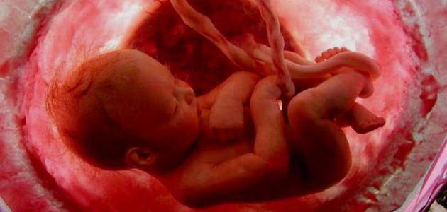 مراحل نمو الجنين وتأثير العوامل الخارجية