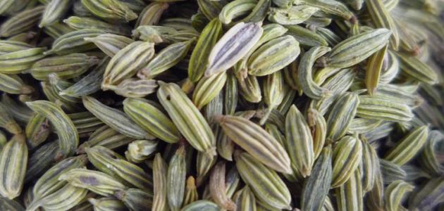 فوائد بذور الشمر وتأثيرها على الصحة العامة