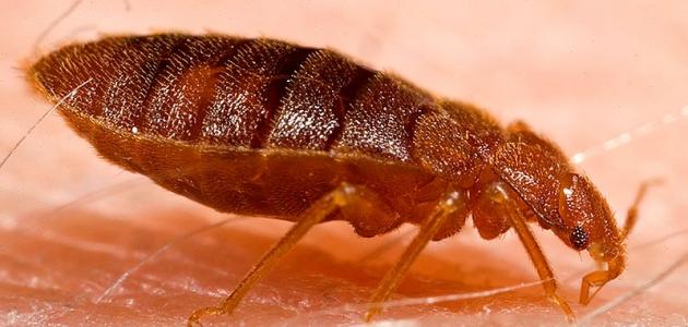 دليل شامل: طرق الوقاية الفعالة من حشرة البق في منزلك