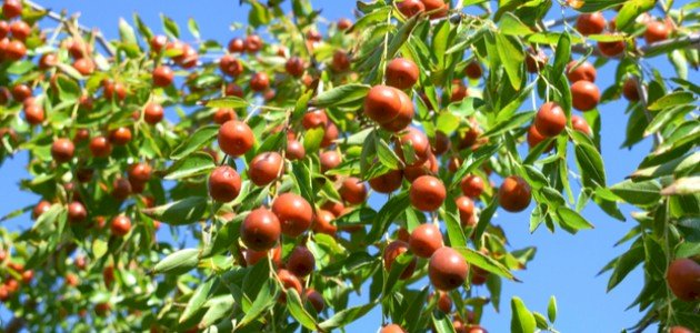 فوائد ثمرة السدر وتأثيرها على الصحة