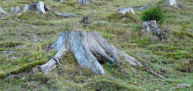 إزالة الغابات: كارثة بيئية تهدد مستقبلنا - تحليل شامل حتى عام 2026