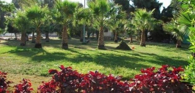 تحليل معمق: أهمية المساحات الخضراء الحضرية 2026