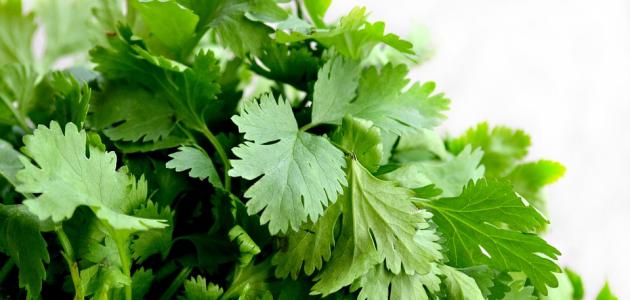 البقدونس: فوائد مذهلة لعلاج التهابات المسالك البولية وأكثر