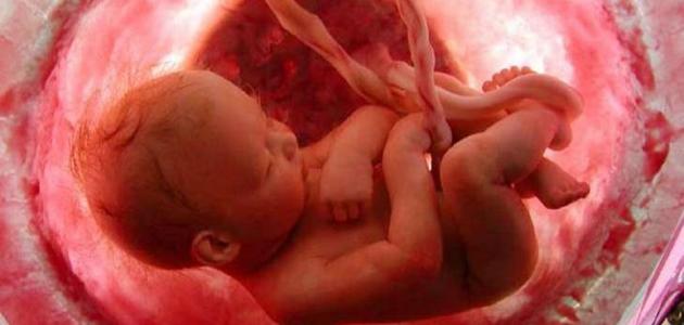 موت الجنين في الشهر الثاني: الأسباب وكيفية الوقاية