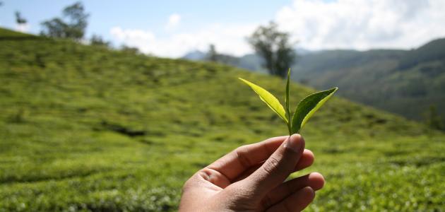 من اكتشف الشاي؟ قصة اكتشاف الشاي وتاريخه وانتشاره