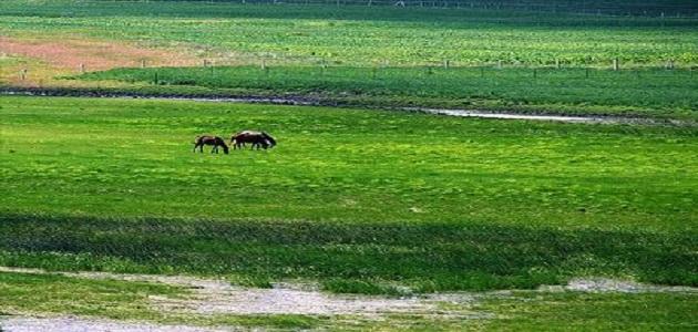 الوسط الحي: تحليل عميق للعلاقات البيئية والتكيف