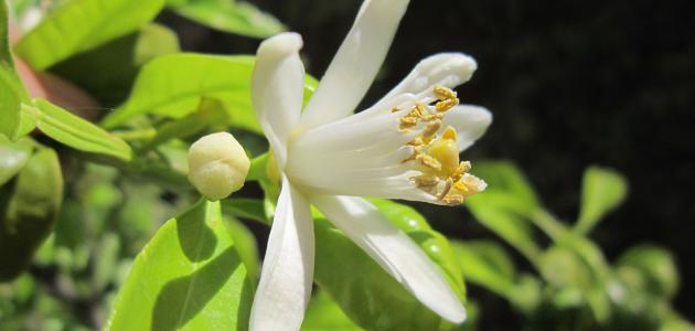 ماء الزهر: بين عراقة الماضي وتحديات المستقبل (2026)