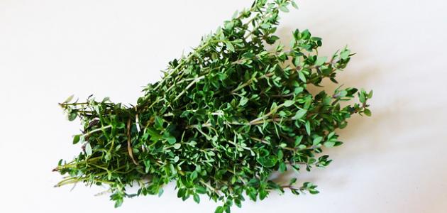 ثورة الزعتر: علاج القولون العصبي بلمسة 2026