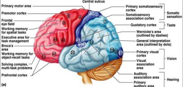 سيروم ريتينول: بشرة مشدودة ومشرقة في 2026