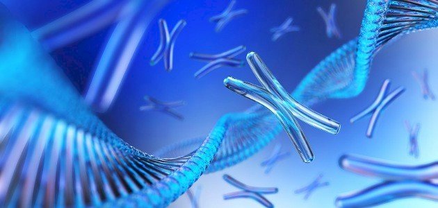 تشريح الكروموسومات: نظرة تحليلية لأنواعها وتأثير موقع السنترومير على الاستقرار الجيني ومستقبل العلاج الجيني بحلول عام 2026