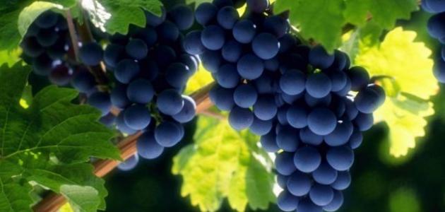 أضرار وفوائد العنب