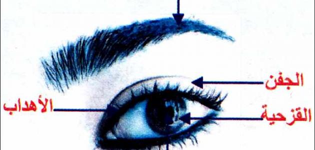 هدب العين: تحليل نقدي لتأثيره الجمالي والصحي وتوقعات 2026