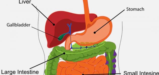 وداعاً لانتفاخ البطن: قوة الأرتيشوك لصحة مرارتك في 2026