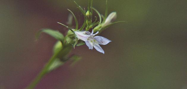 الأعشاب المذيبة للبلغم: بين الطب التقليدي والتوقعات لعام 2026