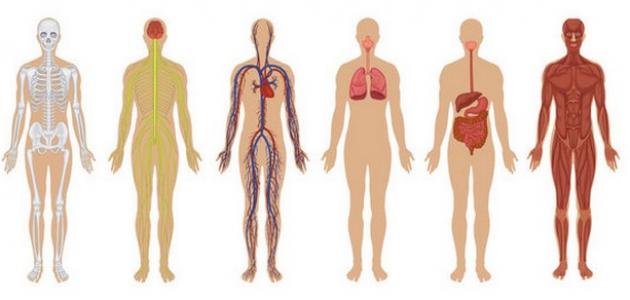 تحليل شامل لمكونات جسم الإنسان: نظرة استباقية حتى عام 2026