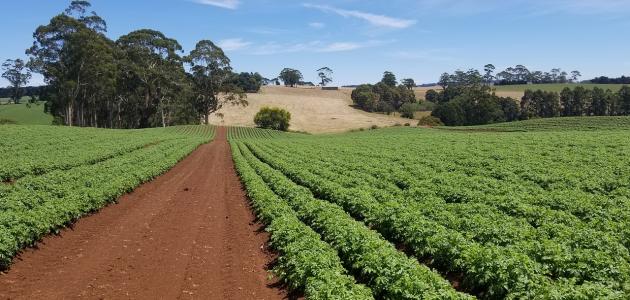 تحليل شامل لمكونات التربة وأنواعها: نظرة إلى المستقبل (2026)