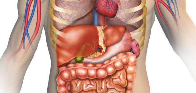 تحليل موقع ووظائف الكبد في جسم الإنسان: دليل شامل