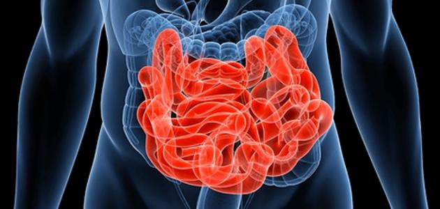 أمعاؤك الدقيقة: رحلة مذهلة في عالم الامتصاص 2026