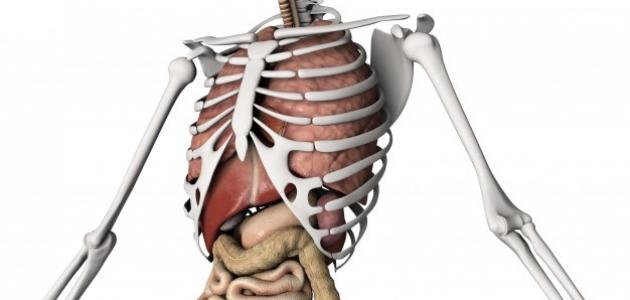 تحليل: عدد الأضلاع لدى الرجل والمرأة - حقائق وتشوهات