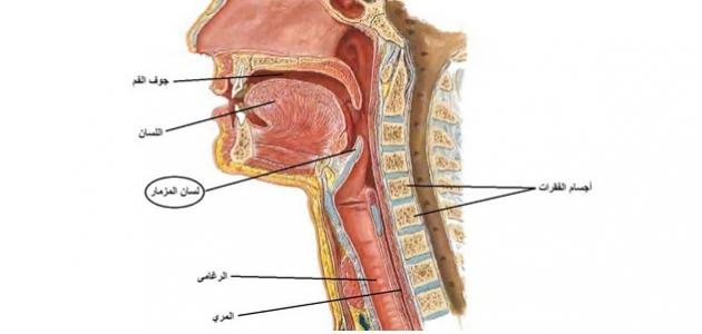 لسان المزمار: تركيبه ووظائفه وأسباب التهابه وكيفية الوقاية منه