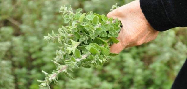 الزعتر الفارسي: سر شباب بشرتك في 2026