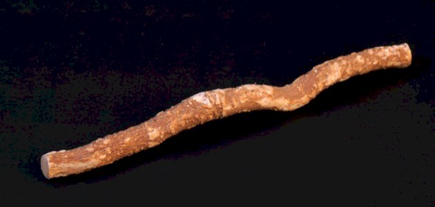 السواك: فوائد مذهلة لصحة الفم والأسنان تدعمها الحقائق