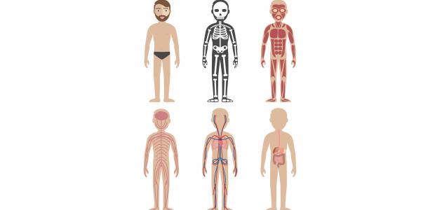 دليل شامل: تعرف على أعضاء الجسم البشري ووظائفها بالتفصيل