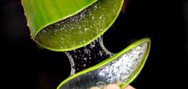 فوائد الصبار الصحية واستخداماته العلاجية