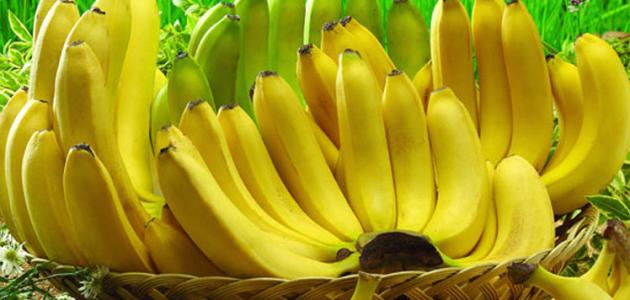 الدليل الشامل لفوائد موز الجنة: القيمة الغذائية، الأضرار، وكيفية الاستفادة القصوى 2026