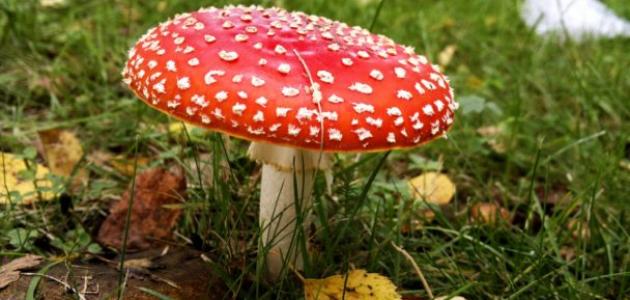 الفطريات الدعامية: أنواعها، خصائصها، وأهميتها البيئية