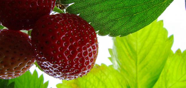 فوائد أوراق الفراولة الصحية