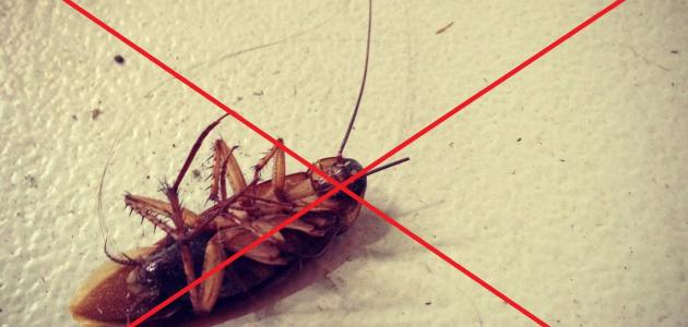 كيف تتخلص من الصراصير نهائياً: دليل شامل ومحدث 2026