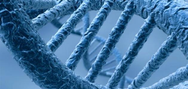 تجربة هيرشي وتشيس: دليل قاطع على أن DNA هو المادة الوراثية