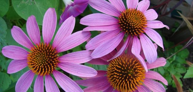 علاج التهاب الجيوب الأنفية بالأعشاب: دليل شامل