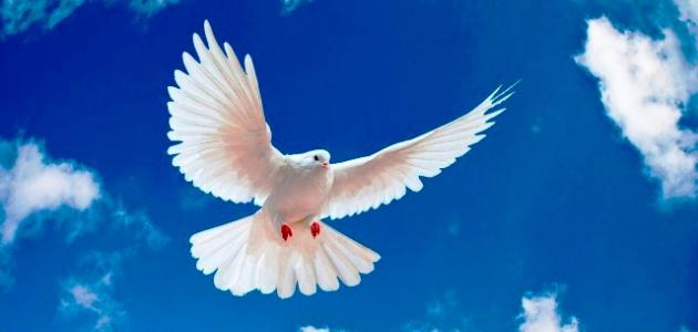 الصلح والسلم في العصر الجاهلي: استراتيجيات البقاء في عالم مضطرب وتأثيرها على 2026 