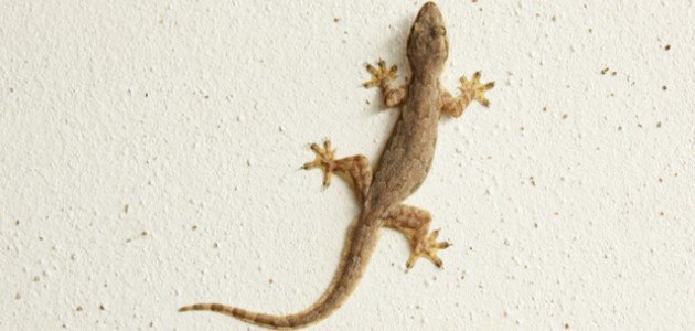 وداعاً لأبو بريص: أحدث طرق مكافحة 2026 بلمسة جمالية!