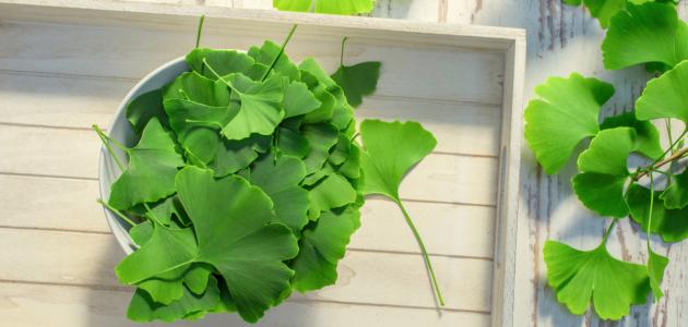 جنكو بيلوبا: بين الإرث العريق والوعود المستقبلية (تحليل شامل لعام 2026)