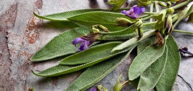 الميرمية: هل هي الحل السحري لخفض هرمون الحليب المرتفع أم وهم؟ (تحليل 2026)