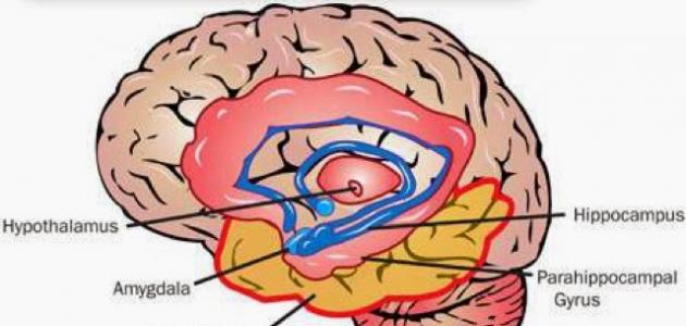ذاكرة خارقة 2026: أسرار الدماغ و قوة الأحماض النووية