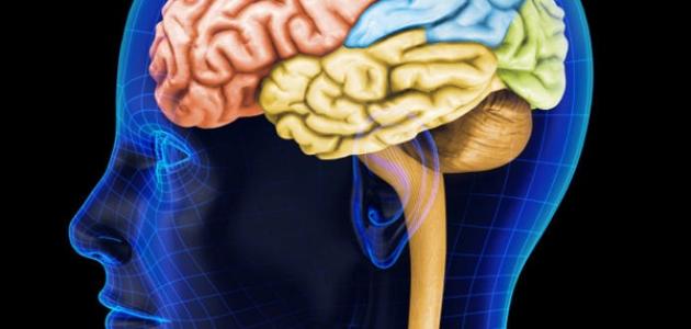 العقل والدماغ: ثنائية معقدة أم وحدة متكاملة؟ نظرة إلى 2026