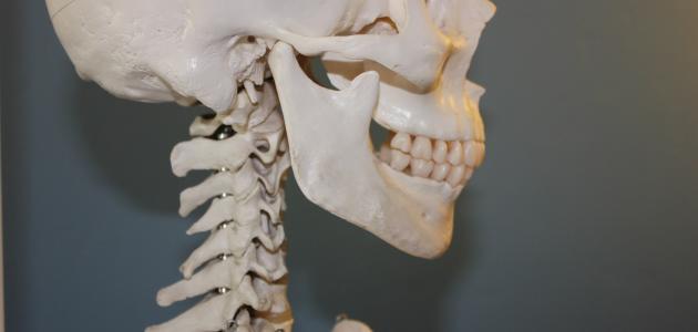 تحليل الجهاز الهيكلي: التركيب والوظائف والأمراض