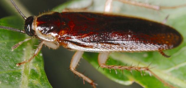 وداعاً للصراصير: روتين 2026 للقضاء عليها نهائياً