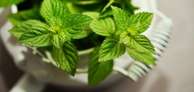 سيروم الزنجبيل والزعتر: روتين 2026 للتخلص من السعال بلمسة عصرية